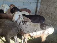 公羊, Sheep — 照片 1