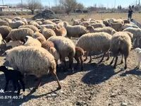 Schaf, Schafe — Foto 4