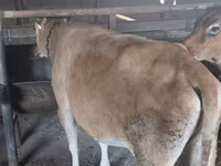 Vaca, Ganado vacuno — foto 7