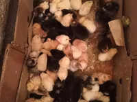Chickens — फ़ोटो 3