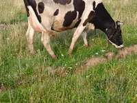 Bulle, Rinder — Foto 3