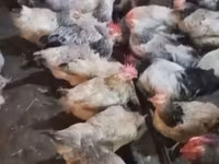 Chickens — الصورة 2