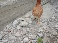 Chickens — Foto 3