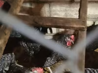 Australorp — 5-rasm