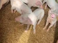 Schweine (Partie, Geschlecht nicht angegeben), Schweine — Foto 2
