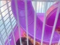 Cırtdan hamsterlər üçün komplekt qəfəs dəsti - Rəng: bənövşəyi — 2-сурет
