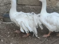 Geese — الصورة 7