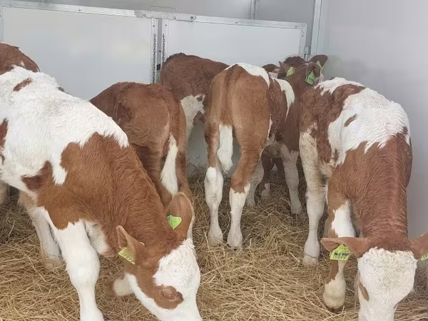 ثور, Simmental cattle