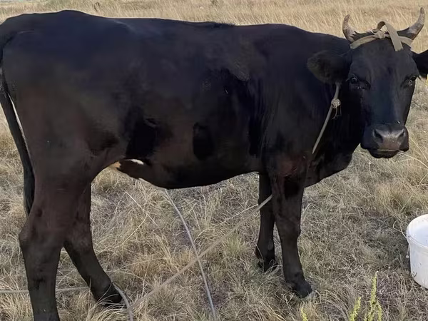 Cow, Cattle