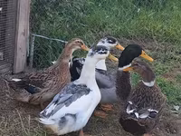 Ducks — фото 1