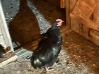 Chickens — الصورة 7