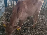 Vaca, Ganado vacuno — foto 1