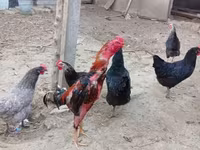 Chickens — Foto 3