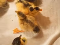 Ducks — Foto 3