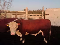 公牛, Swiss cattle — 照片 2