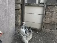 Brahma — photo 1