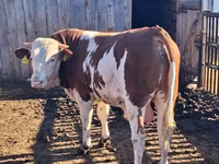 सांड, Simmental cattle — फ़ोटो 5