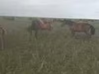 Yegua, Caballos — foto 3