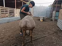 Qoyunlar (partiya, cinsi göstərilməyib), Arashan sheep — foto 2