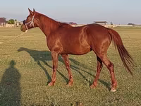 Hengst, Thoroughbred horse — Foto 8