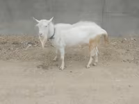 Ziegenbock, Ziegen — Foto 5