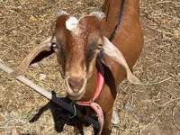 Cabro, Nubian Goat — foto 1