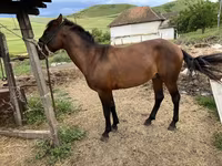 At, Azerbaijan horse — foto 4