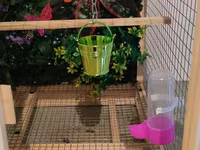 Papuqay,dovşan,hamster,şinşila,bildirçin,cücə,xamyak,pişik,quş,tısbağa — الصورة 5