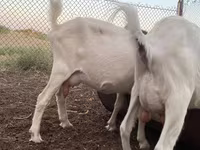 عنزة, Alpine goat — الصورة 1