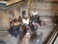 Chickens — 2-rasm