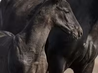 公马, Trakehner — 照片 4