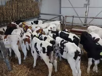 Bulle, Russian Black pied cattle — Foto 1