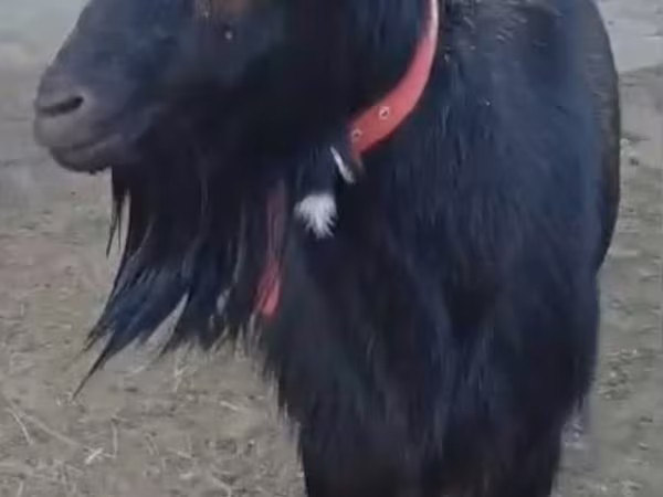 Cabra, Alpine goat