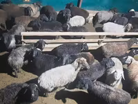 كبش, الأغنام — الصورة 4