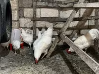 Австралиялық пит-ойын құсы — 8-сурет