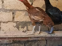 Chickens — foto 3