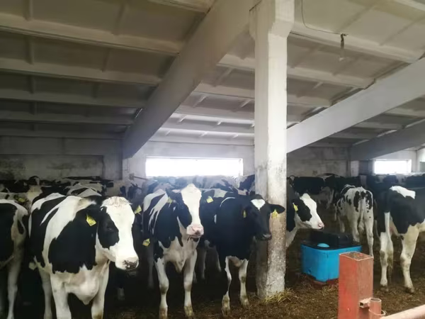 Bulle, Holstein-Rasse