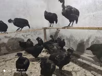 Chickens — Foto 2