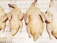 Продаются мясо немых уток — foto 1