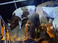 Bulle, Simmental cattle — Foto 4
