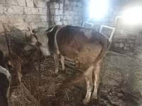 Vaca, Simmental cattle — foto 2