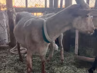 Ziege, Alpine goat — Foto 2