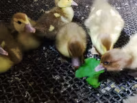 Ducks — फ़ोटो 8