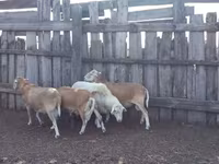 公羊, Katum sheep — 照片 2