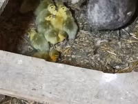 Ducks — 1-сурет