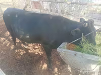 公牛, Cattle — 照片 3