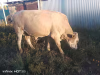 Bulle, Simmental cattle — Foto 1