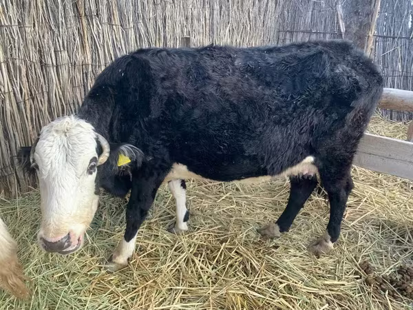 Kuh, Latvian Blue cattle
