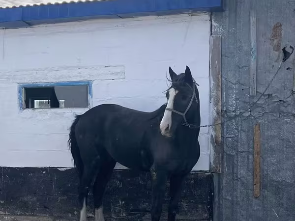 At, Kazakh horse