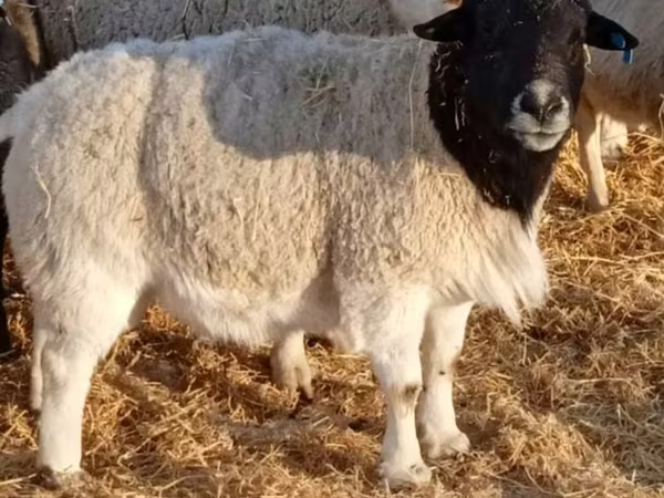 Qoʻchqor, Dorper sheep